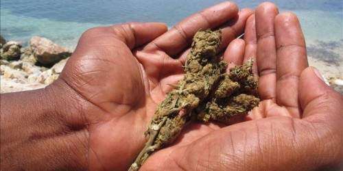 Festival jamaiquino elige a los mejores cultivadores de marihuana