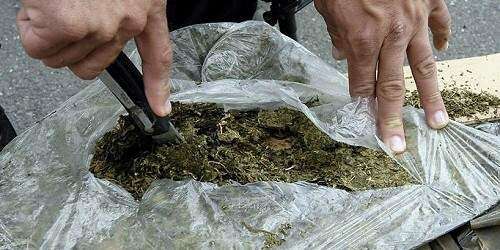 Hallan marihuana en la sede de Justicia