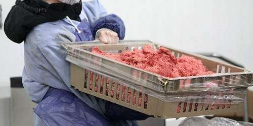 Exigen licencia a productores de carne de res en Puerto Rico