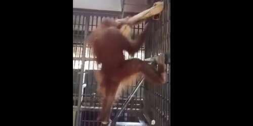 Intrépida orangután monta su propia hamaca (vídeo)
