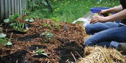 Cómo preparar tu primer huerto casero