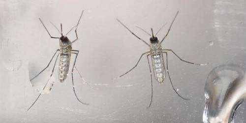 Las consecuencias serán impactantes si se prueba el vínculo zika-microcefal