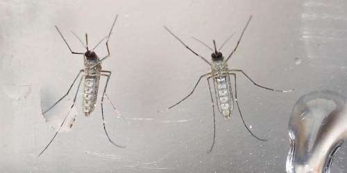 EE.UU. confirma otros dos contagios de zika por transmisión sexual