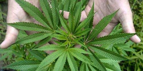 Convocan el primer seminario sobre la legislación de marihuana