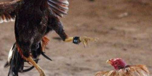 Hurtan gallos de pelea en Arecibo