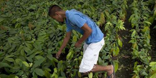 Federales ofrecen $26 millones para impulsar la agricultura en P.R.