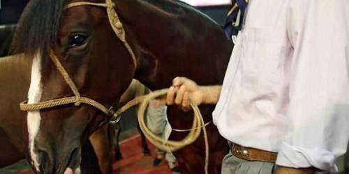 Ultiman individuo y a su caballo en Florida