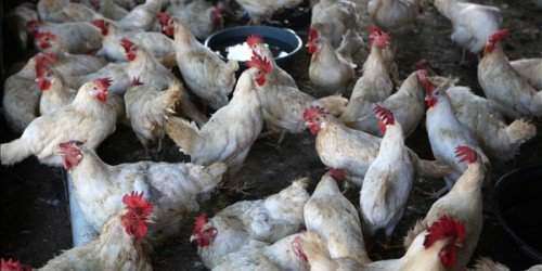 Roban más de 70 gallinas de escuela en Peñuelas