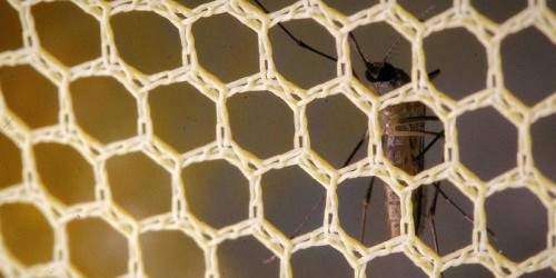FDA: mosquitos transgénicos contra el zika no afectarán el ambiente
