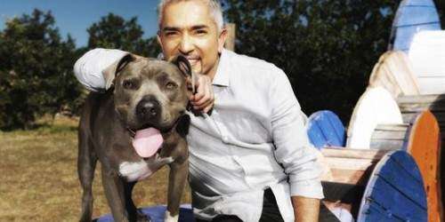 Investigan a ‘el encantador de perros’ por crueldad animal