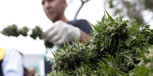 El mayor cultivo legal de marihuana en Latinoamérica está en Chile