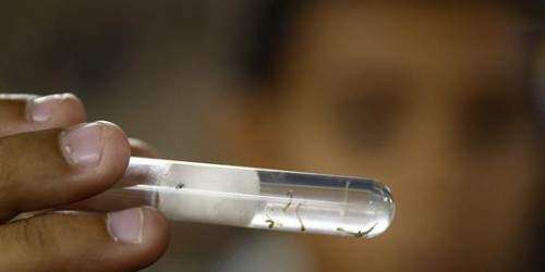 Expertos descartan una pandemia de zika en Europa