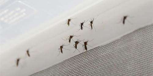 Primer contagio de zika por transmisión sexual en Alemania