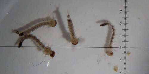 Descubren en Chile larva que transmite virus del zika