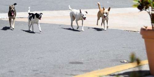 Policía investiga segundo caso de decenas de perros muertos