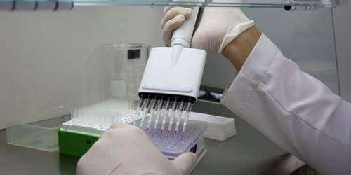 Esperma de cocodrilo puede servir para entender la infertilidad masculina