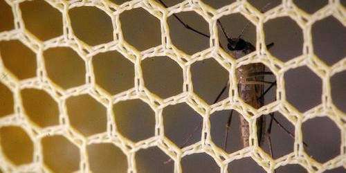 Vacuna contra el zika necesitará dos a tres años de pruebas