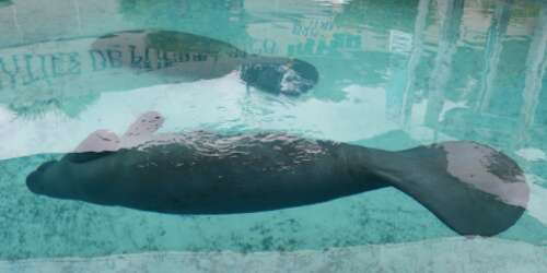 Yuisa y Aramaná regresarán juntos al mar