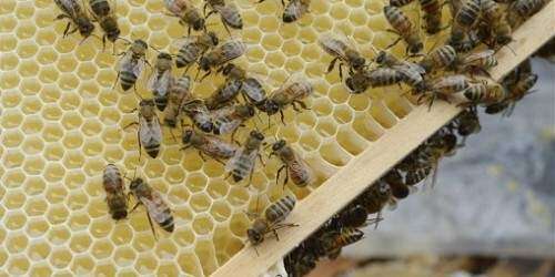 Agricultura asegura notificarán a apicultores aspersiones aéreas