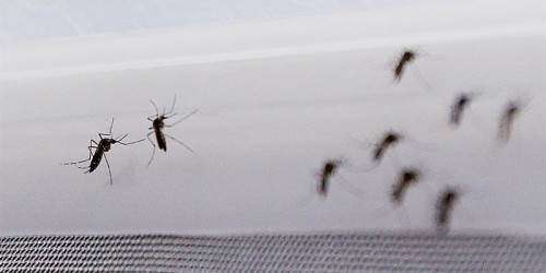 Registran la primera muerte asociada al virus del Zika en los EE.UU.