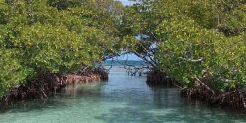 Comunidad científica pide frenar proyecto sobre La Parguera (documento)