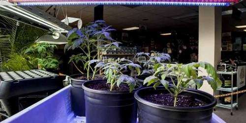 Inician hoy ciclo de charlas sobre como cultivar Cannabis