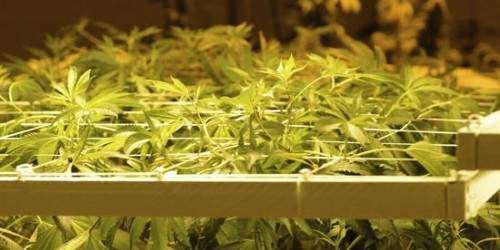 EEUU rechaza sacar a la marihuana de la lista de drogas más peligrosas