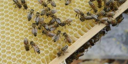 Anuncian construcción de ingenio para la producción de mieles del País