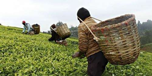 Pequeños agricultores de té en guerra contra el cambio climático