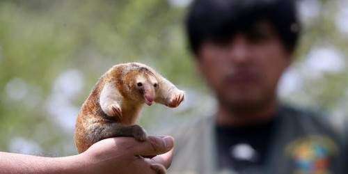 El oso hormiguero más pequeño del mundo bate récords de longevidad