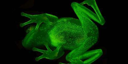 Descubren en Argentina el primer anfibio fluorescente
