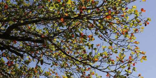Puerto Rico conmemora al Planeta Tierra