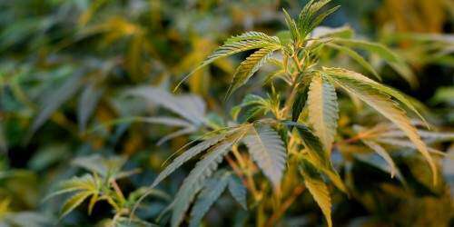 Cámara aprueba proyecto senatorial que regulará el cannabis