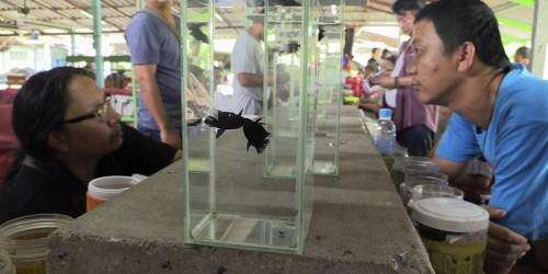 Peleas de peces betas son actividad turística en Tailandia