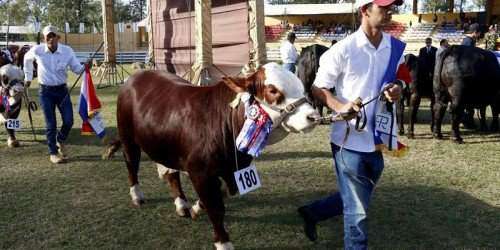 Un concurso de belleza para vacas