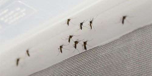 Descubren antibiótico contra el Zika