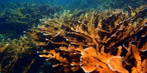 En peligro los arrecifes de coral de Puerto Rico