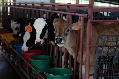 $10.9 millones para reconstrucción del sector agrícola