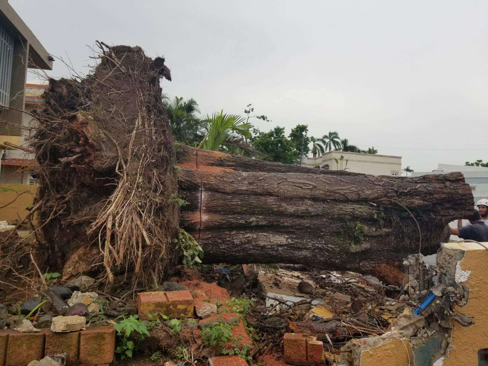 Para la Naturaleza pide donaciones de madera derribada por María