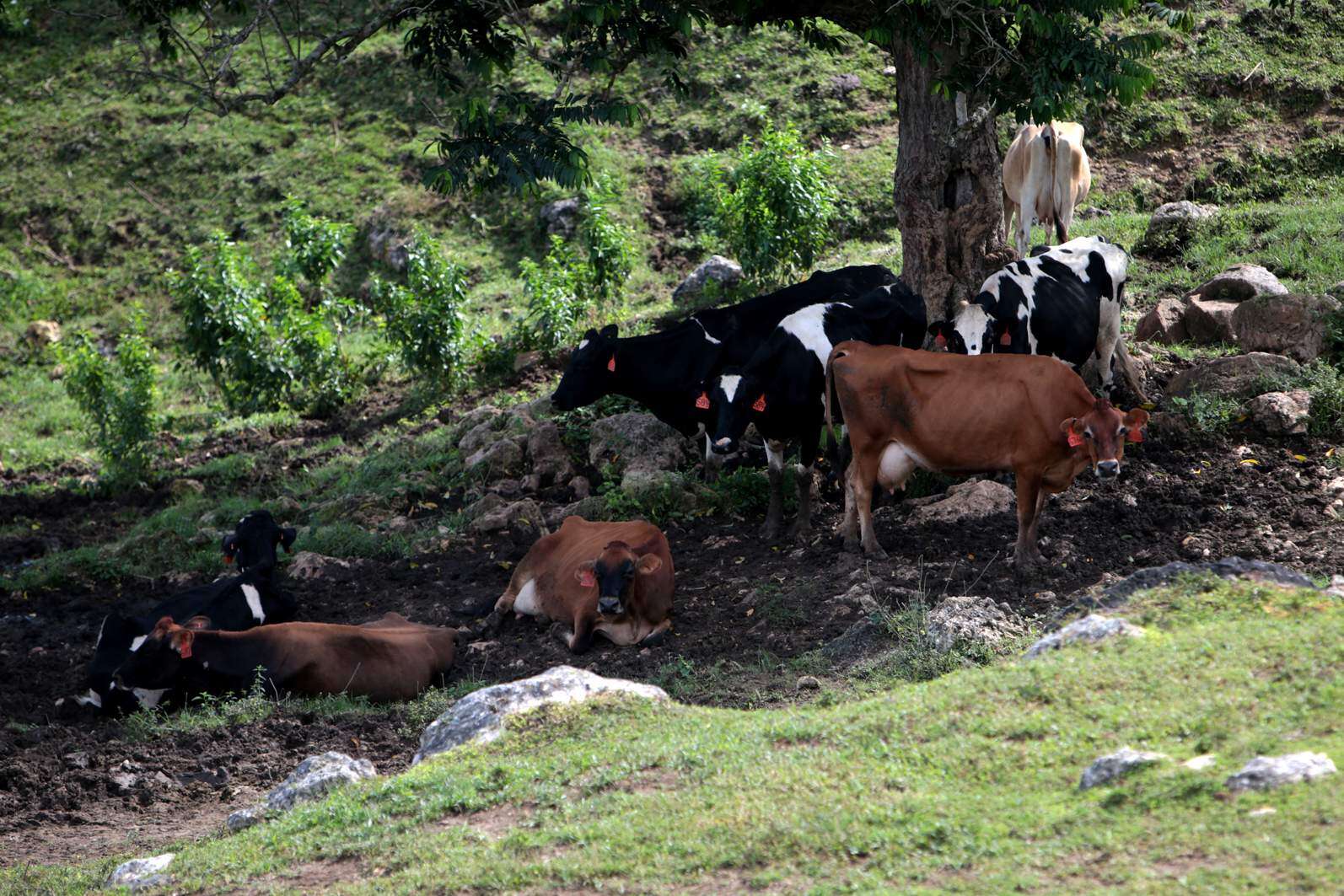 Echarán un ojo a los problemas en la industria lechera
