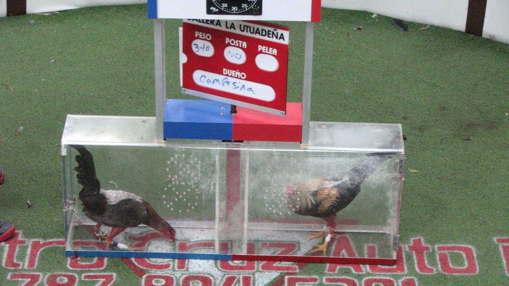 Conoce cómo es el procedimiento en la pelea de gallos