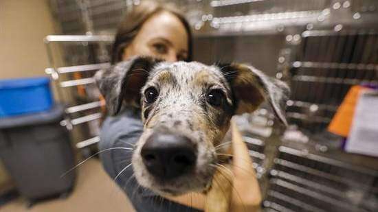 Mascotas se benefician del Día de los Enamorados