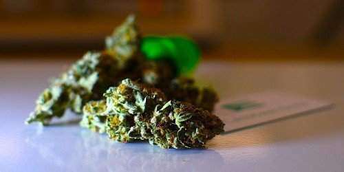 Contemplan prohibir acceso a licencia de cannabis por internet