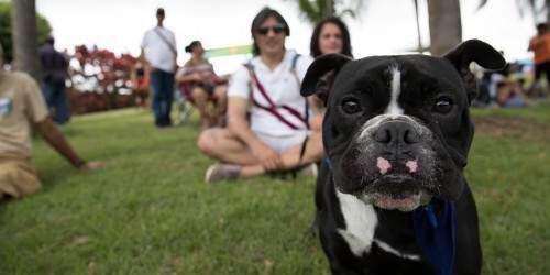 Realizarán actividad masiva de esterilización a mascotas