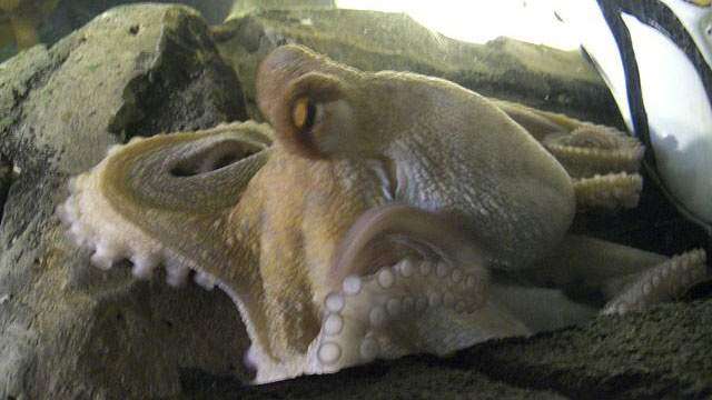 Se comen al pulpo ‘psíquico’ que predecía victorias de Japón