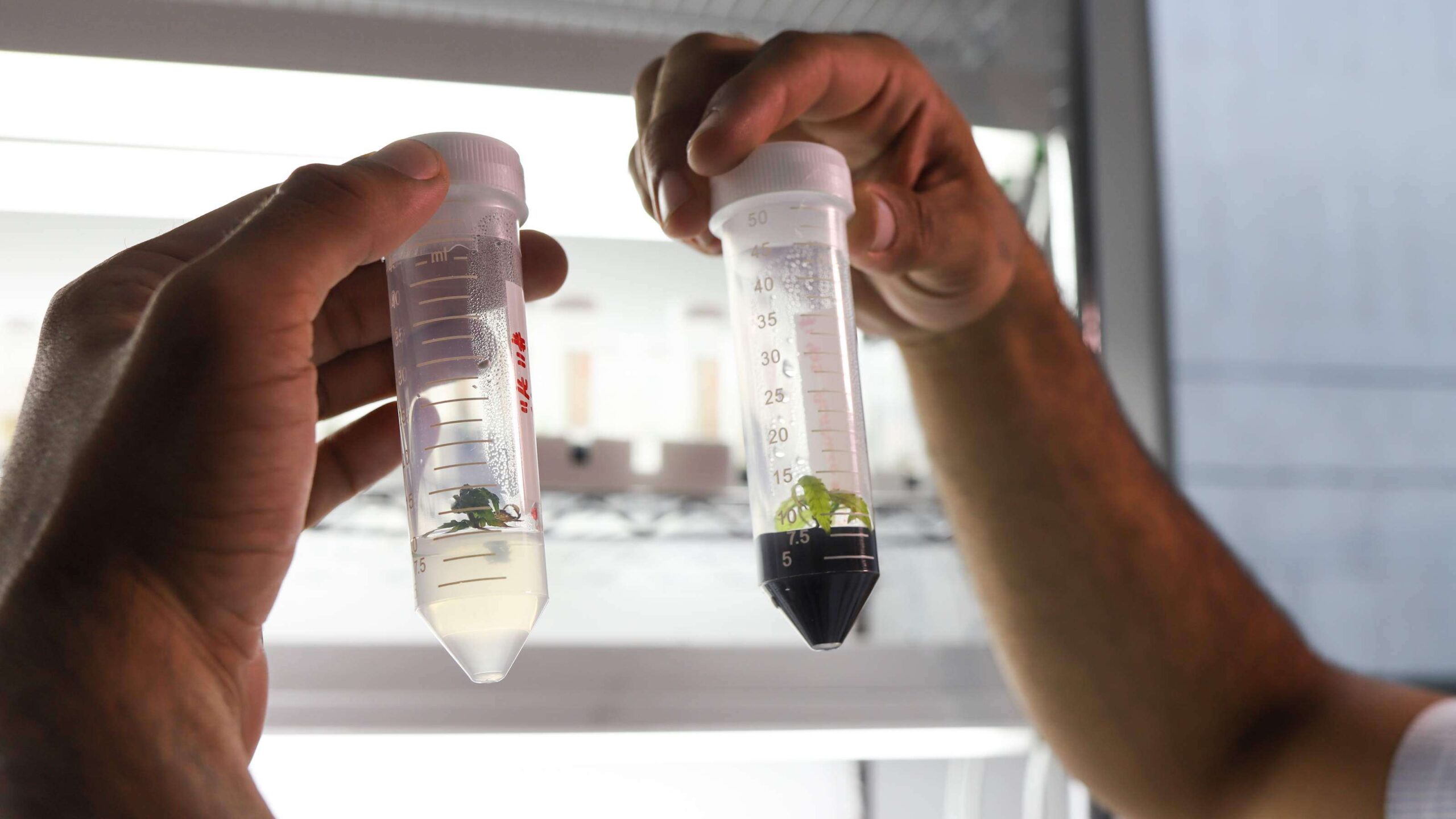 Nueva web para expedir licencias de cannabis medicinal