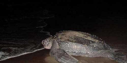 Menos tinglares anidaron este año en las costas de Puerto Rico