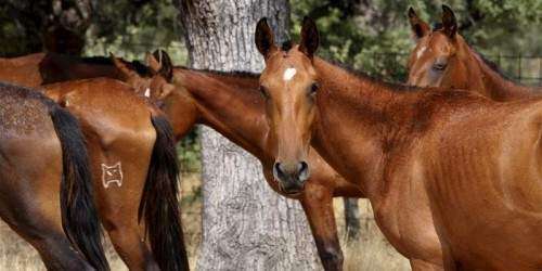 Un legislador propone colocar un microchip a todos los caballos de Vega Alt