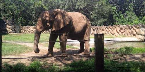 Inician investigación contra el zoológico de Mayagüez