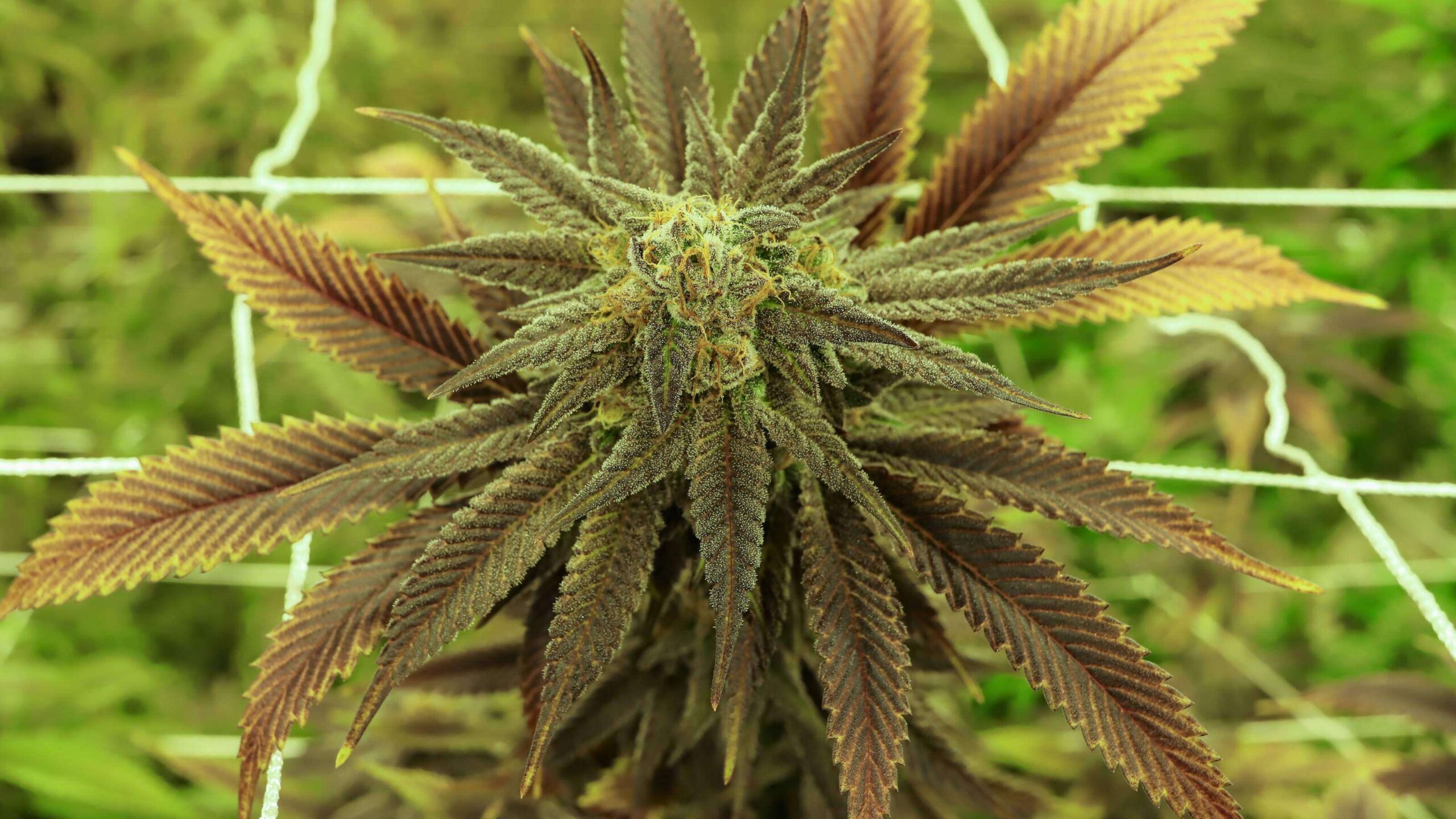 Revista médica en Canadá advierte en contra de legalizar cannabis